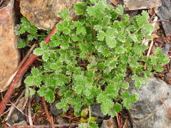 Potentilla × villosula