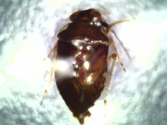 Ochteridae