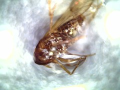 Delphacidae