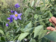 Solanum dulcamaroides