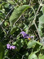 Solanum dulcamaroides