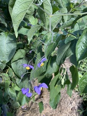 Solanum dulcamaroides
