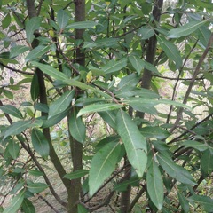 Salix paradoxa