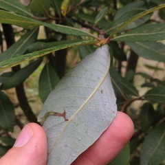 Salix paradoxa