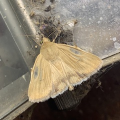 Heliocheilus paradoxus