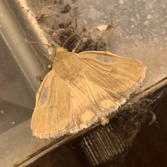 Heliocheilus paradoxus