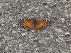 Vanessa virginiensis