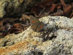Cissia rubricata pseudocleophes