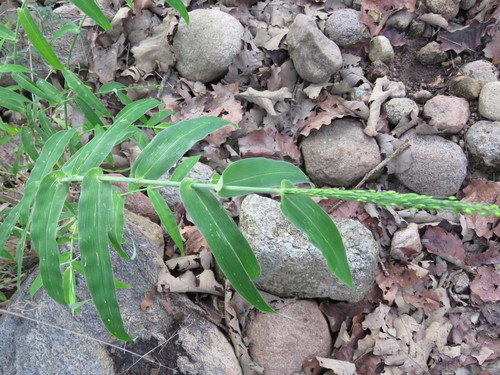 Lasiacis procerrima, 2020-09-01