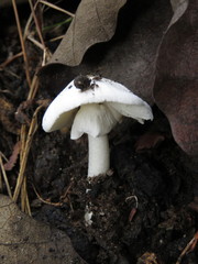 Amanita verna