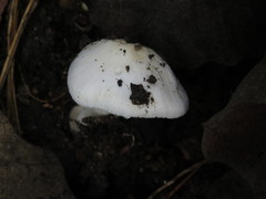 Amanita verna