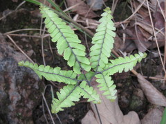 Adiantum patens