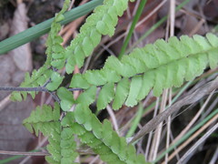 Adiantum patens