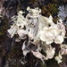 Fan Ramalina - Photo (c) Samuel Brinker, some rights reserved (CC BY-NC), uploaded by Samuel Brinker