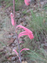 Polianthes zapopanensis