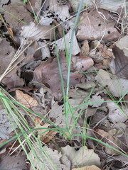 Polianthes zapopanensis