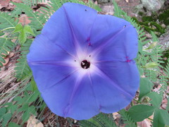 Ipomoea laeta