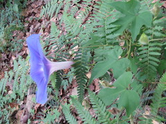 Ipomoea laeta
