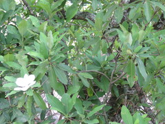 Magnolia pugana