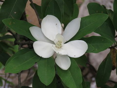 Magnolia pugana
