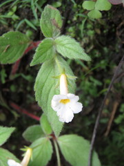 Achimenes occidentalis