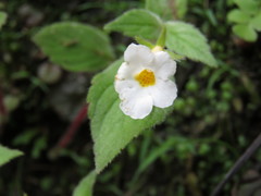 Achimenes occidentalis