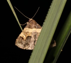 Bertula abjudicalis