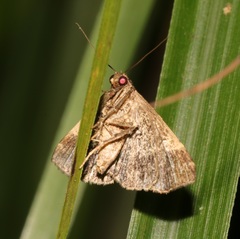 Bertula abjudicalis