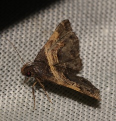 Bertula abjudicalis