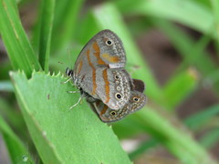 Euptychia fetna