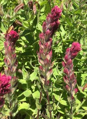 Castilleja parviflora albida