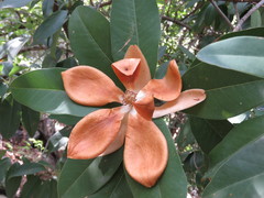Magnolia pugana