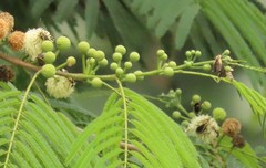 Chauliognathus distinguendus