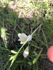 Freesia leichtlinii