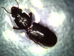 Carabidae