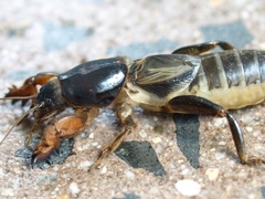 Gryllotalpa nitidula