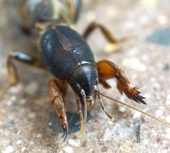 Gryllotalpa nitidula