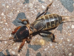 Gryllotalpa nitidula