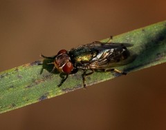 Duomyia