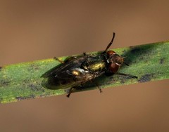 Duomyia
