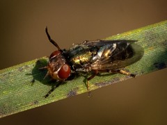 Duomyia