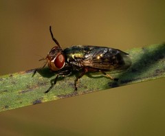 Duomyia