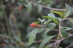 Citharexylum hidalgense