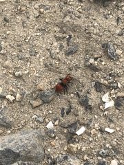 Pseudomethoca anthracina