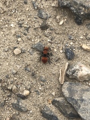 Pseudomethoca anthracina