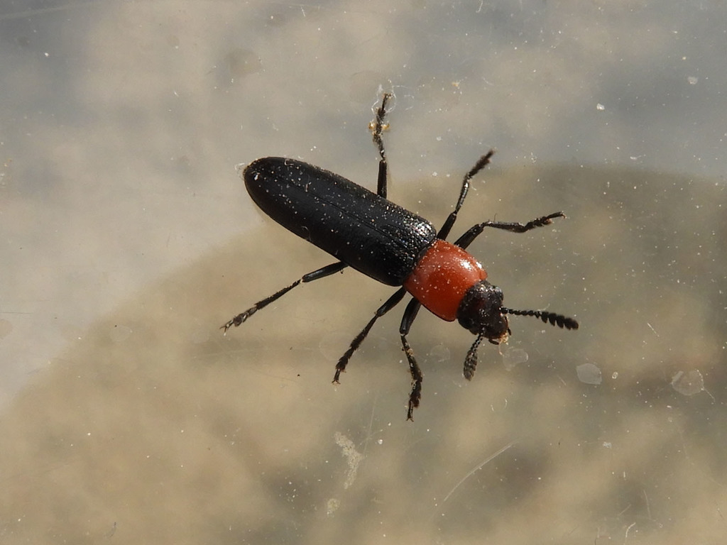 Languria convexicollis