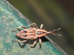 Rhabdoscelus lineaticollis