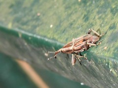 Rhabdoscelus lineaticollis