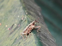 Rhabdoscelus lineaticollis