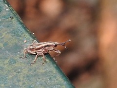 Rhabdoscelus lineaticollis